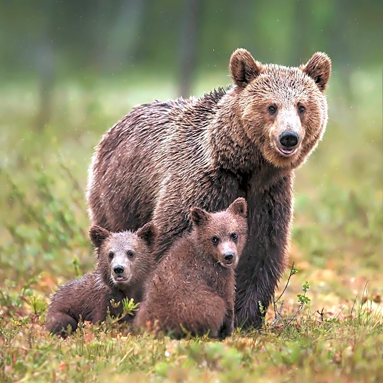 Mother Bears' Infanticide at Brooks River Raises Questions About Bear Behavior