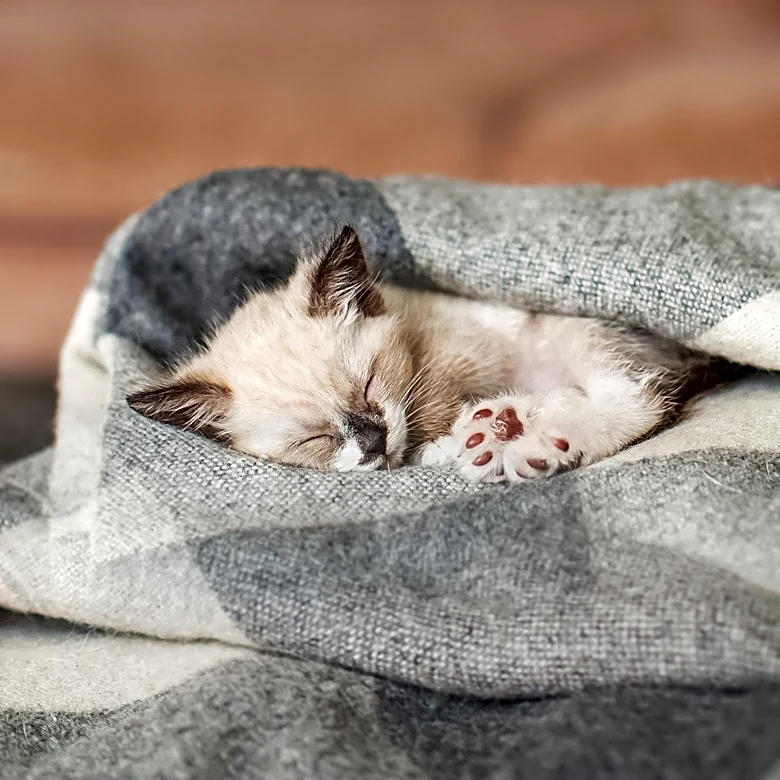 Pretzel the Kitten Finds New Home After Life-Saving Surgery