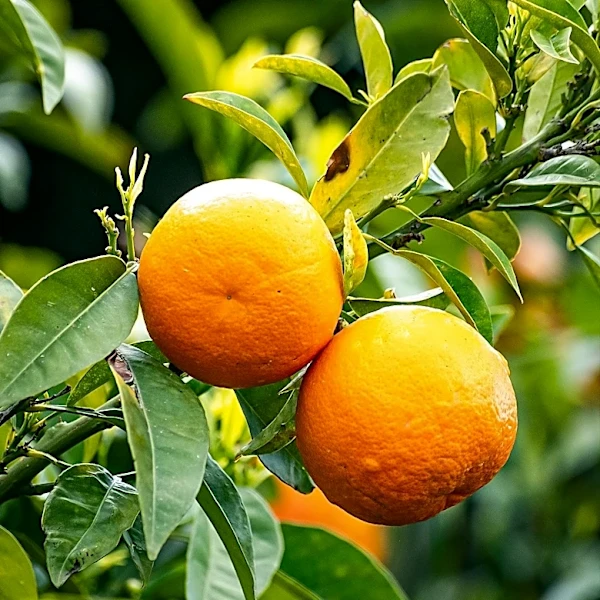 Fruit Trees That Thrive on Neglect: Easy Options for Gardeners