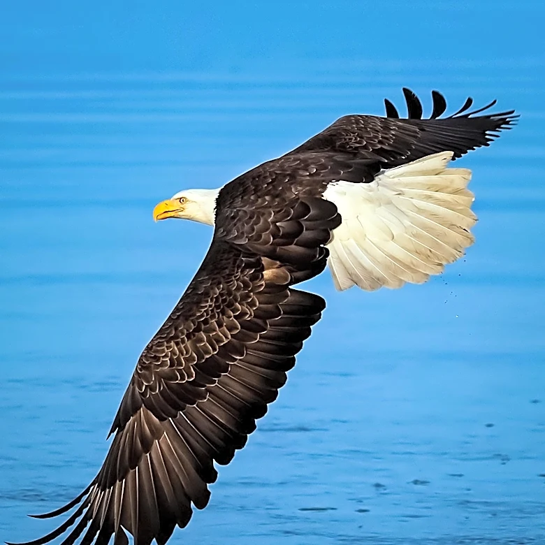Big Bear Bald Eagle Jackie Faces Health Challenges Amid Public Support