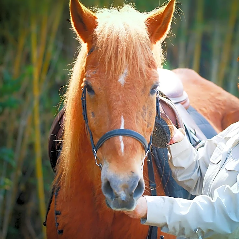 Monty Roberts, Renowned Horse Trainer Known for Gentle Techniques, Passes Away at 91