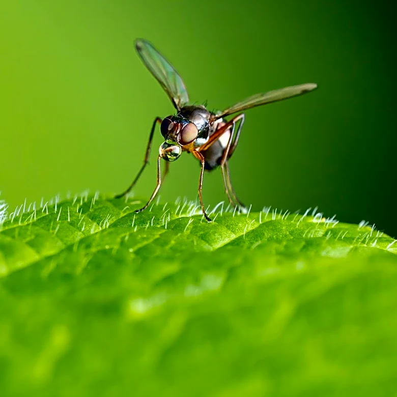 Group Develops Repellent to Combat Greenhead Flies at Jersey Shore