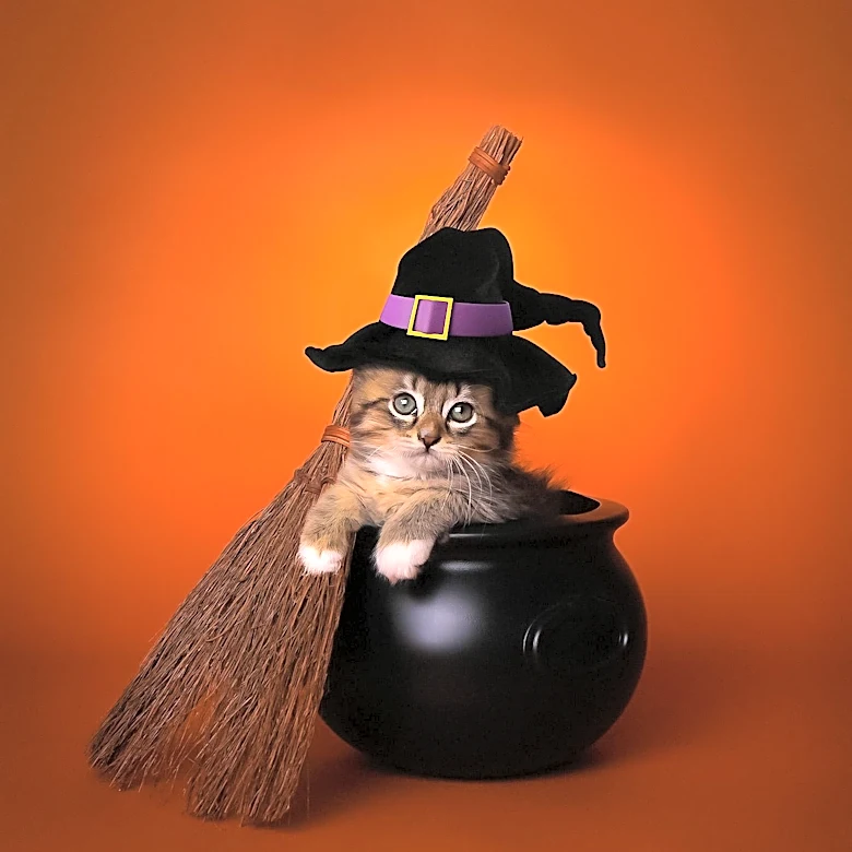 Petco Enters Halloween Market with New Bucket Design