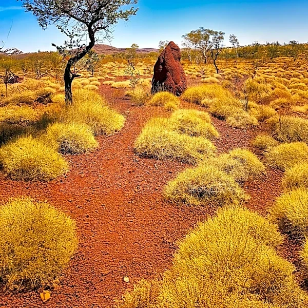 Tim Winton's 'Dirt Music' Explores Themes of Love and Redemption in Western Australia