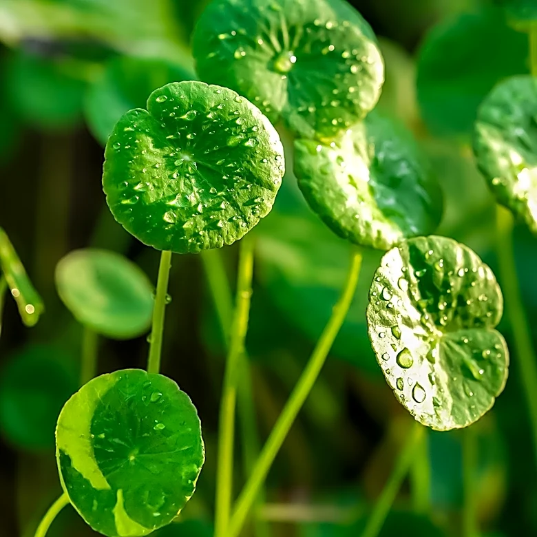 Centella Asiatica Gains Popularity in Skincare for Sensitive Skin