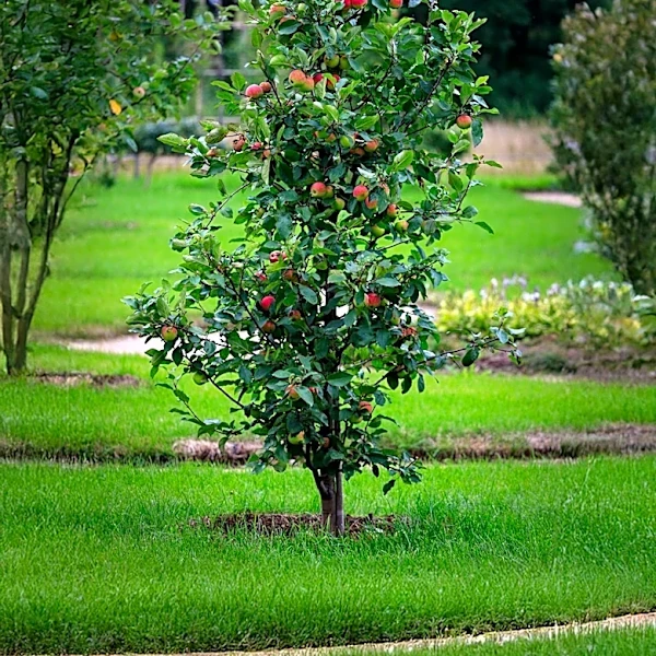 Resilient Fruit Trees Offer Low-Maintenance Solutions for Gardeners