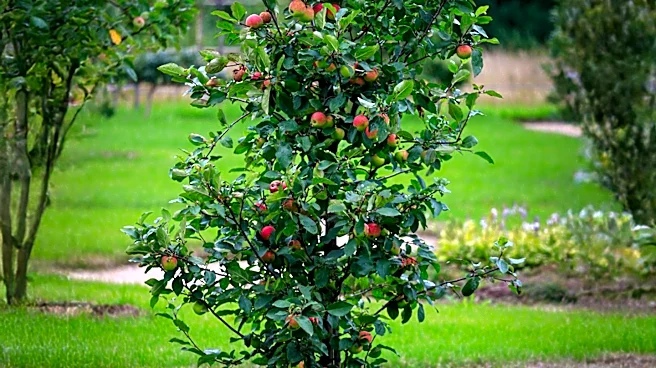 Resilient Fruit Trees Offer Low-Maintenance Solutions for Gardeners