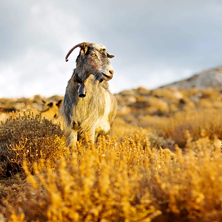 Goats Return to Austin Trail for Eco-Friendly Brush and Poison Ivy Management