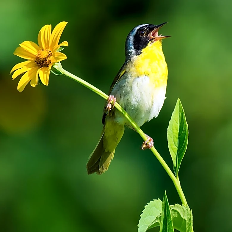 Birdwatchers Note Decline in Songbird Species in Penn Forest Township