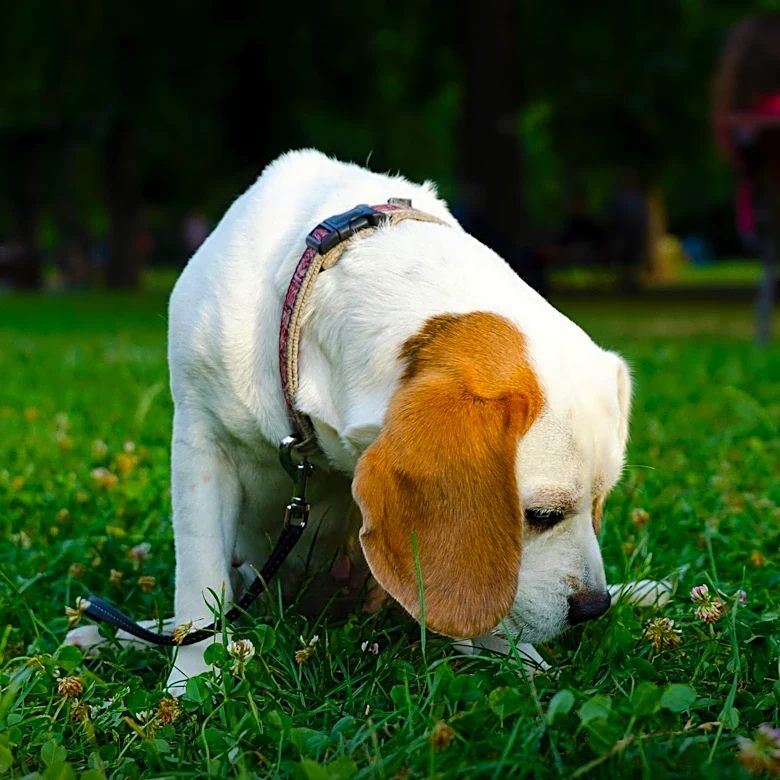Veterinarian Explains Why Dogs Sniff Human Intimate Areas: Understanding Canine Behavior