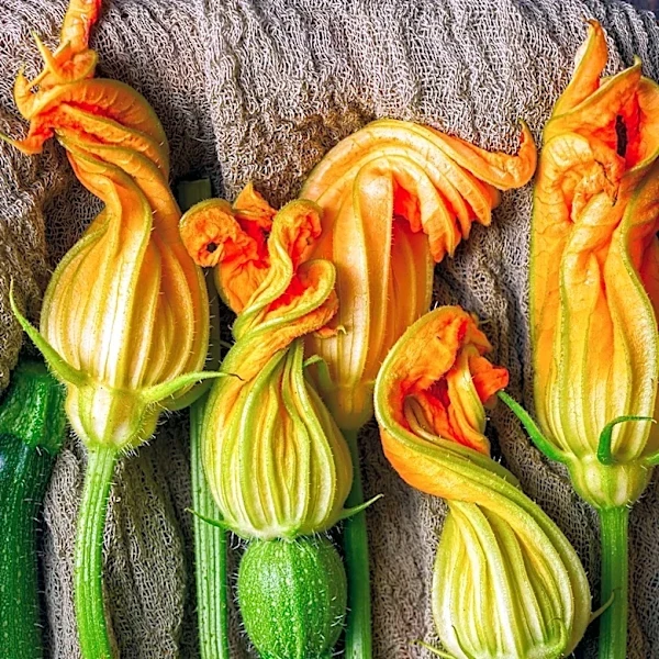 National Day Celebrates Zucchini Sharing Among Neighbors