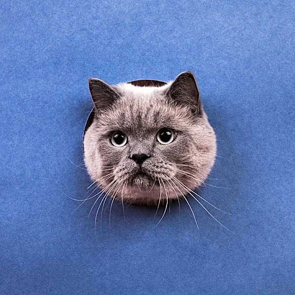 Andrew Lloyd Webber Expresses Disappointment Over Early Closure of 'Cats: The Jellicle Ball'