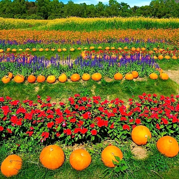 Middle Tennessee Offers Array of Fall Activities with Pumpkin Patches and Apple Orchards