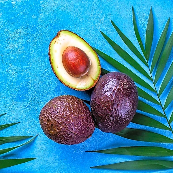 Researchers Uncover Genetic Basis of Avocado Flowering Patterns, Enhancing Breeding Efficiency