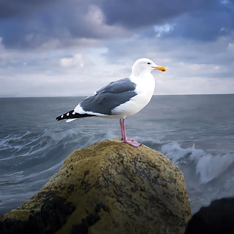 Innovative Adaptation of Chekhov's 'The Seagull' Challenges Traditional Theater