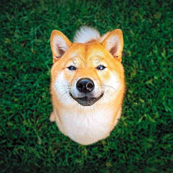 Fresh Patch Offers Real Grass Potty Solutions for Pets