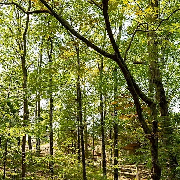 Pogue Creek Canyon State Natural Area Offers Scenic Trails and Wildlife Watching