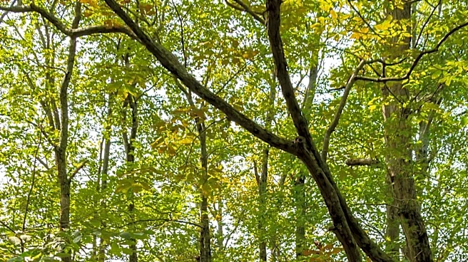 Pogue Creek Canyon State Natural Area Offers Scenic Trails and Wildlife Watching