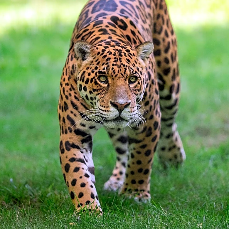 Jaguars' Scrimmage Highlights Offensive Line Depth Issues Amid Injuries