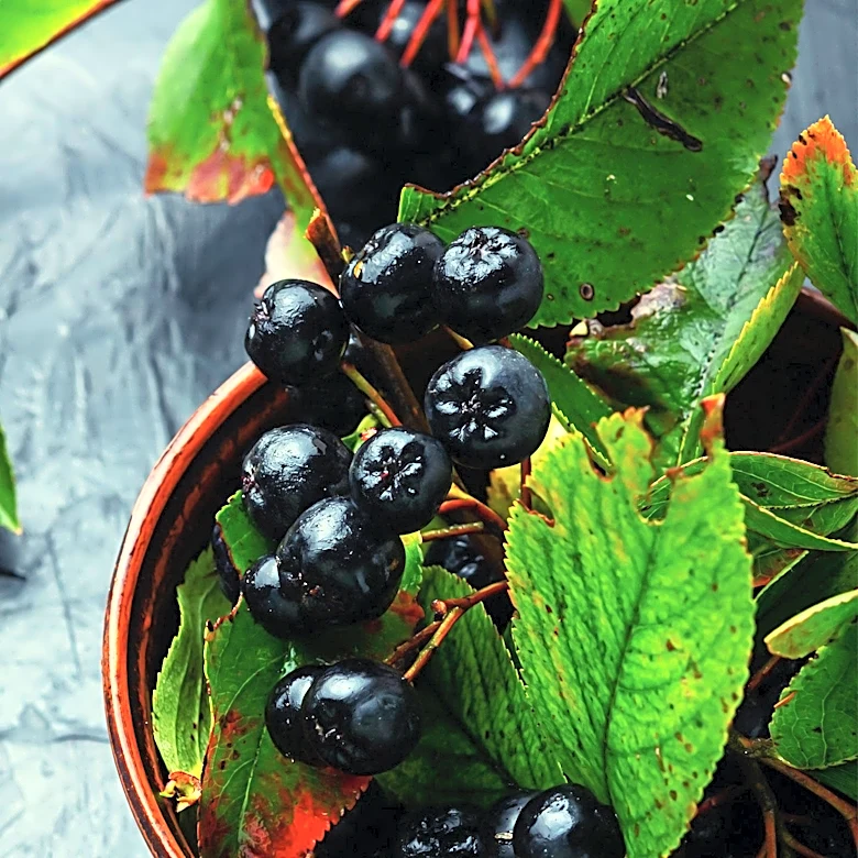 Aronia Berries Highlighted for Heart Health Benefits