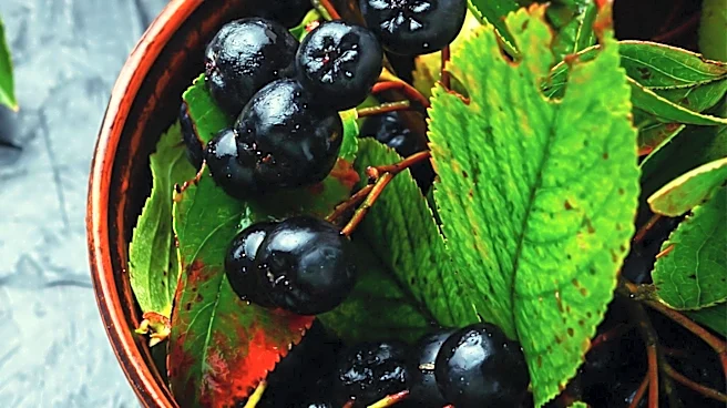 Aronia Berries Highlighted for Heart Health Benefits