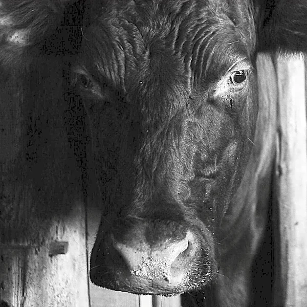 Wood County Fair's Ring of Dreams Promotes Inclusion Through Livestock Show