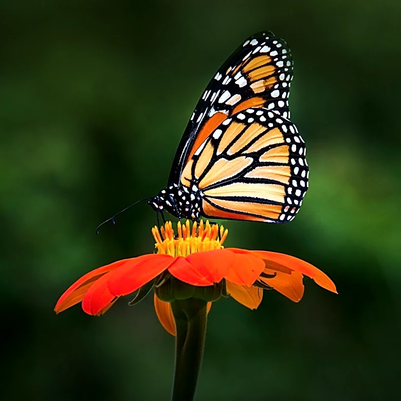 Mexican Sunflowers: Essential for Monarch Butterfly Migration Support