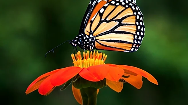 Mexican Sunflowers: Essential for Monarch Butterfly Migration Support