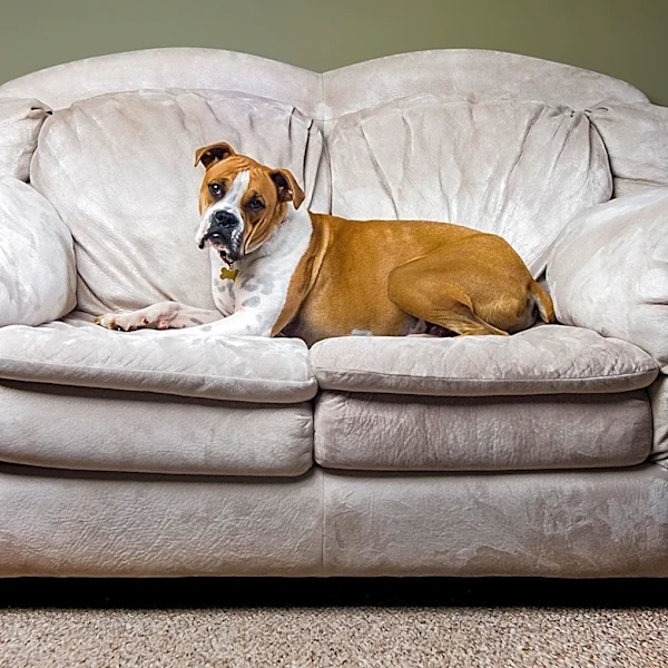 Rescue Pup Mika Finds Comfort and Love in New Home, Captivates Social Media
