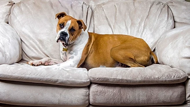 Rescue Pup Mika Finds Comfort and Love in New Home, Captivates Social Media
