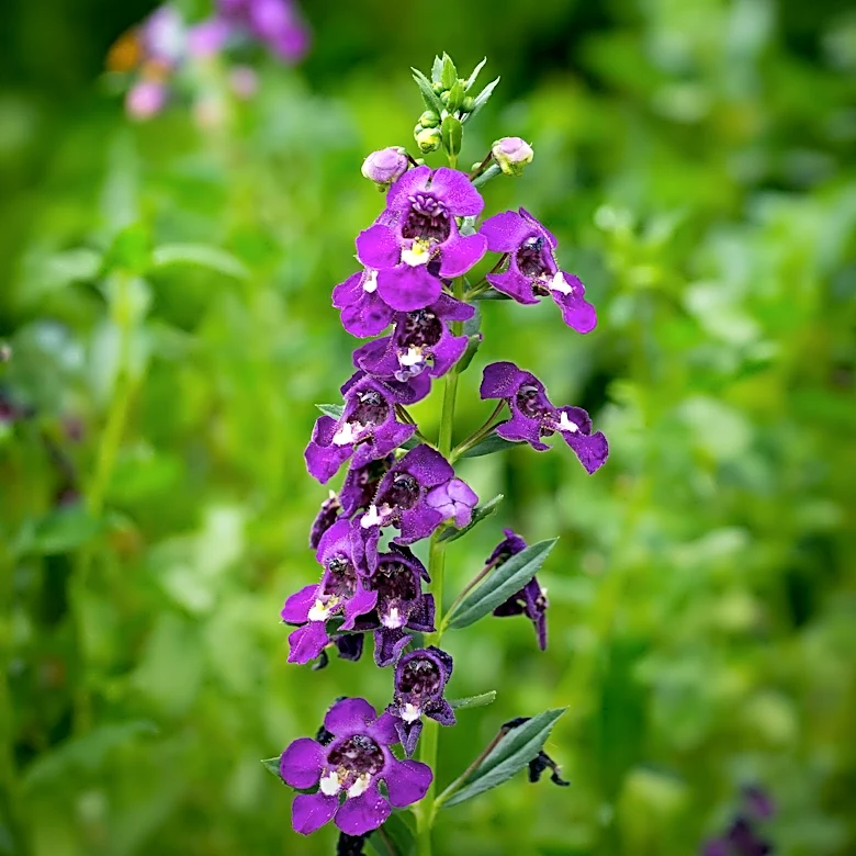 Angelonia's Role in Container Gardening: A Pollinator-Friendly Choice