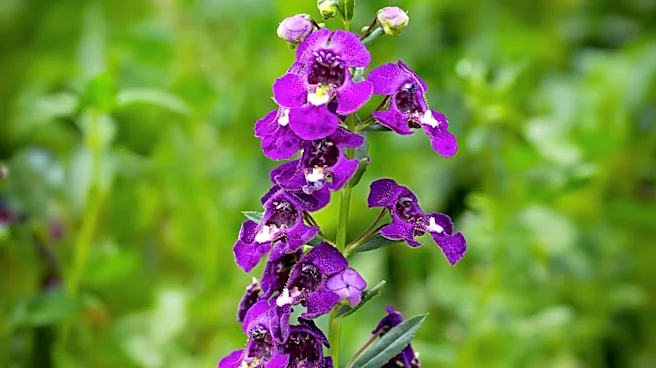 Angelonia's Role in Container Gardening: A Pollinator-Friendly Choice