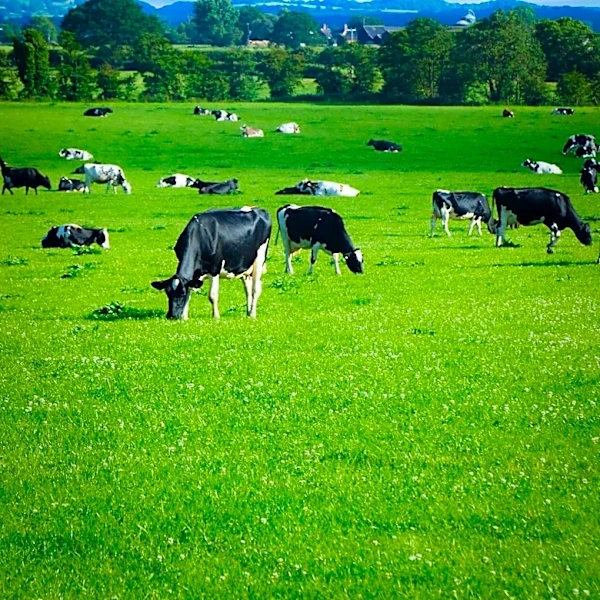 TELUS Agriculture Advances Sustainable Livestock Production with New Research Role