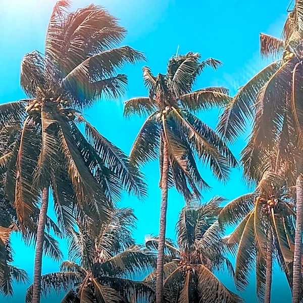 Coconut Palms: Essential for Survival and Cultural Significance in Hawaii