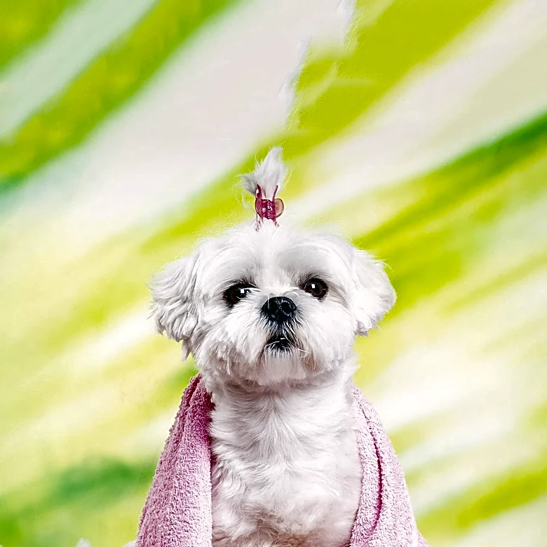 Eco-Friendly Dog Grooming: Sustainable Practices for Pet Care