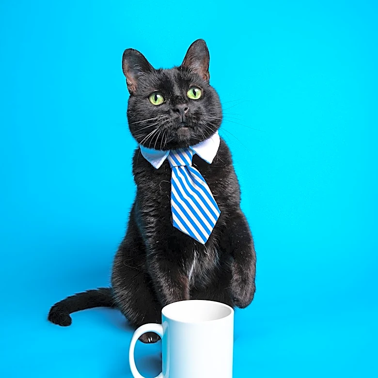 Ravelry Introduces Black Cat with Coffee Mug Crochet Pattern by Leticia Ribeiro