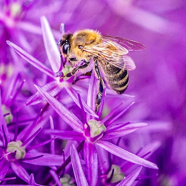 Caryopteris: A Low-Maintenance Shrub for Pollinator-Friendly Gardens
