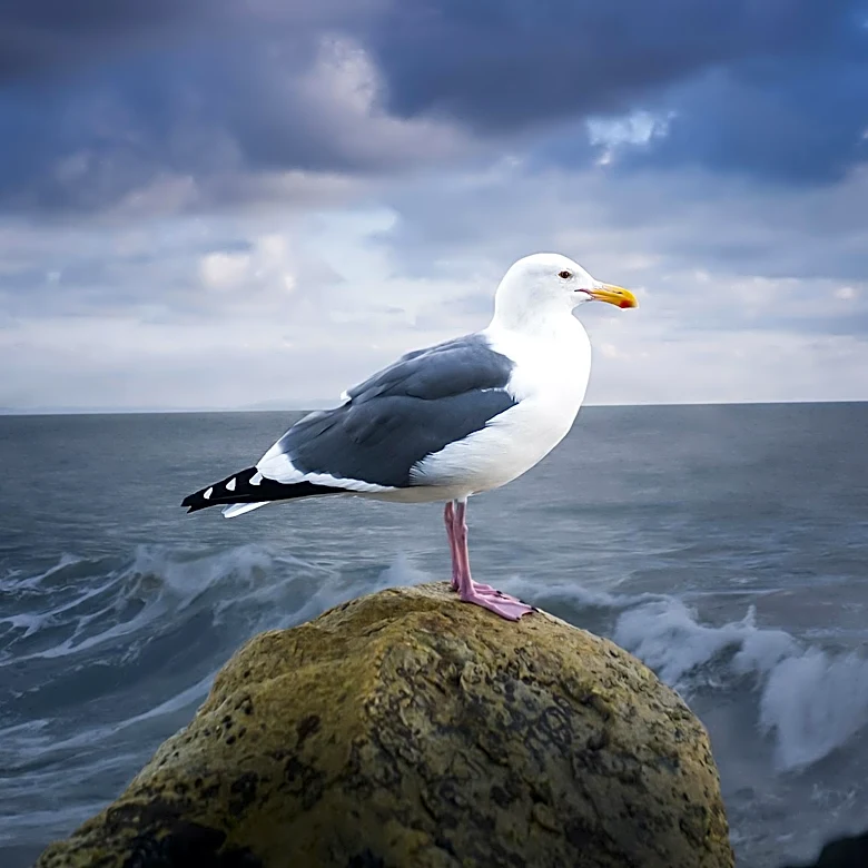 Richmond Beach Saltwater Park Offers Scenic Beauty and Wildlife Near Seattle