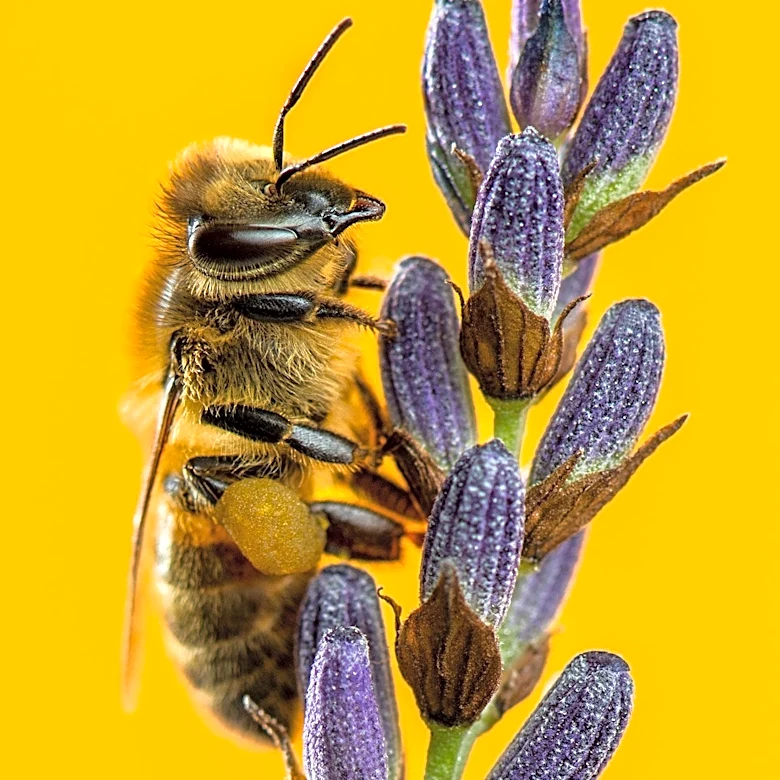 Foraging as a Tool for Biodiversity Conservation and Environmental Awareness