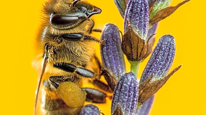 Foraging as a Tool for Biodiversity Conservation and Environmental Awareness