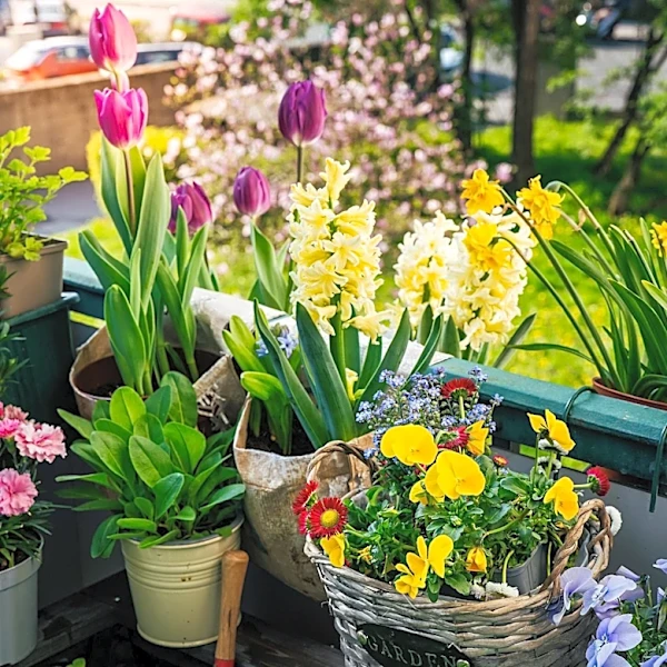 Container Gardening: Popular Plants Thrive Better in Pots