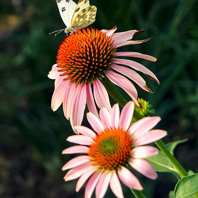 Florida Homeowner Transforms Lawn into Pollinator Garden Using Cardboard