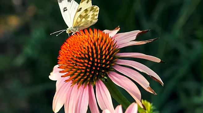 Florida Homeowner Transforms Lawn into Pollinator Garden Using Cardboard