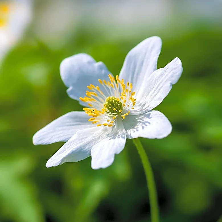Japanese Anemones: A Late-Blooming Option for Fall Gardens