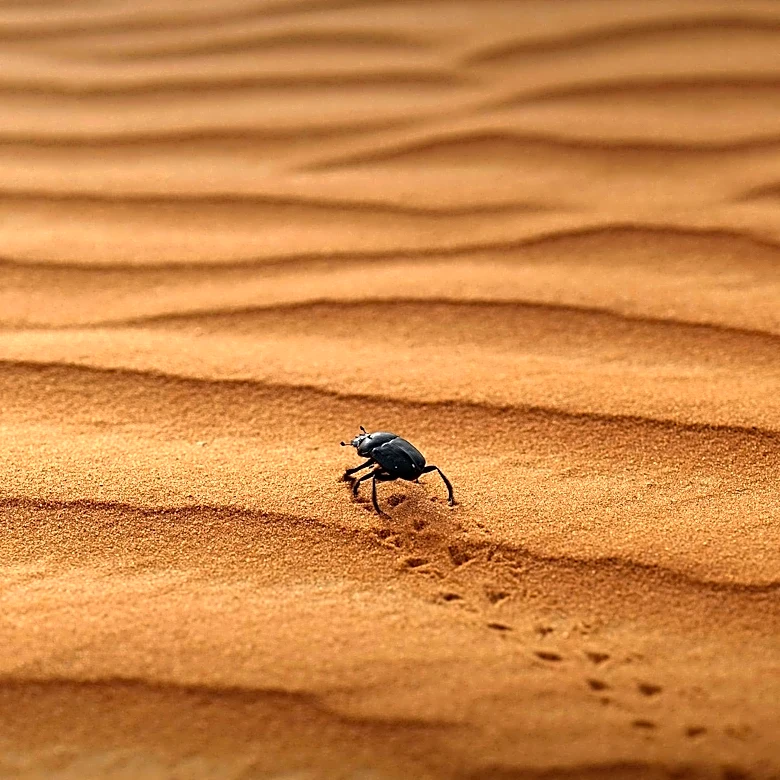 ESPN Reporter Lindsey Thiry Encounters Large Figeater Beetle at Rams Camp