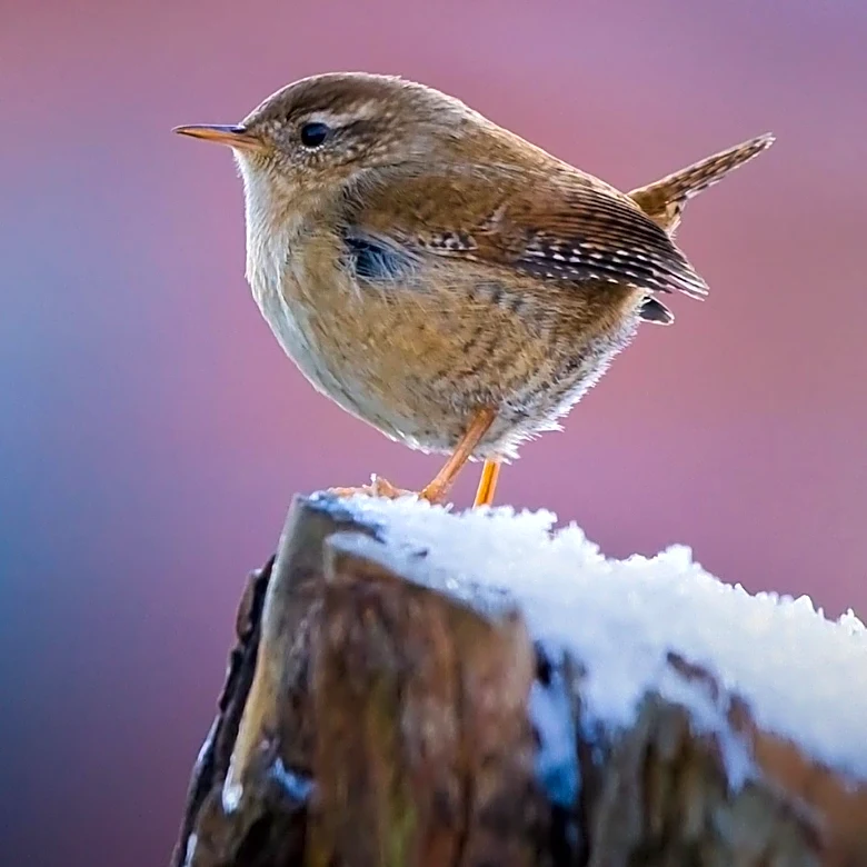Wrenshall Auction Offers Diverse Items with Strict Terms for Buyers