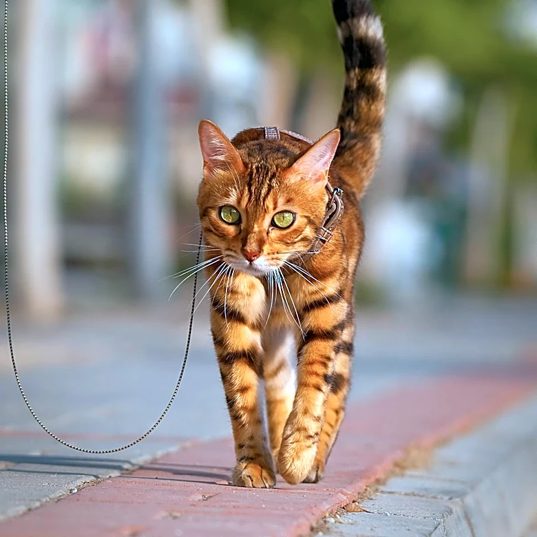 Chicago Hosts First Cat Tour, Uniting Feline Enthusiasts in Lincoln Square