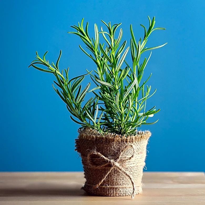 Tuscan Blue Rosemary: A Guide to Growing and Care