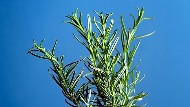 Tuscan Blue Rosemary: A Guide to Growing and Care