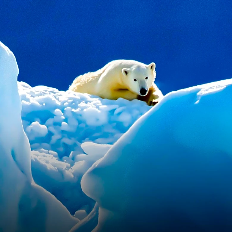 Andrew Lincoln Narrates Nature Series Highlighting Environmental Challenges